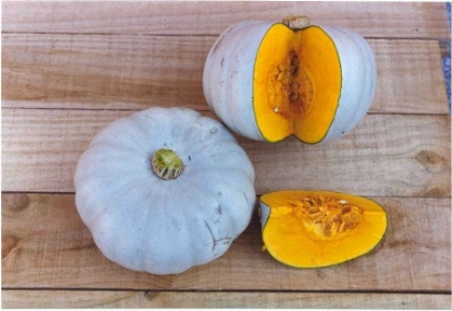 Picture of Winter Squash Crown Prince F1 - Treated Seed (Maxim)